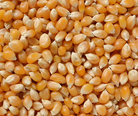 Maize Grains